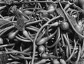 Kelp Detail