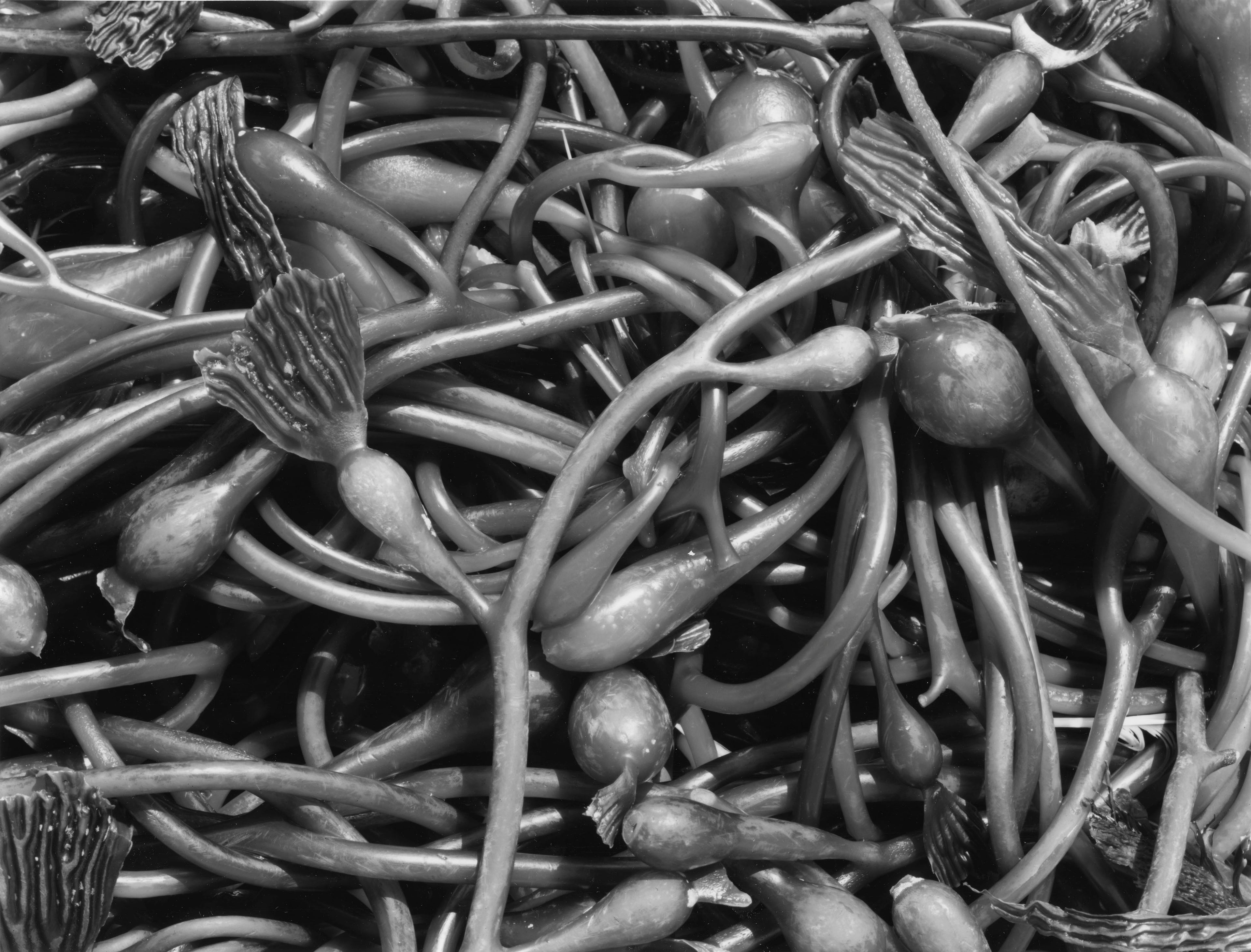 Kelp Detail